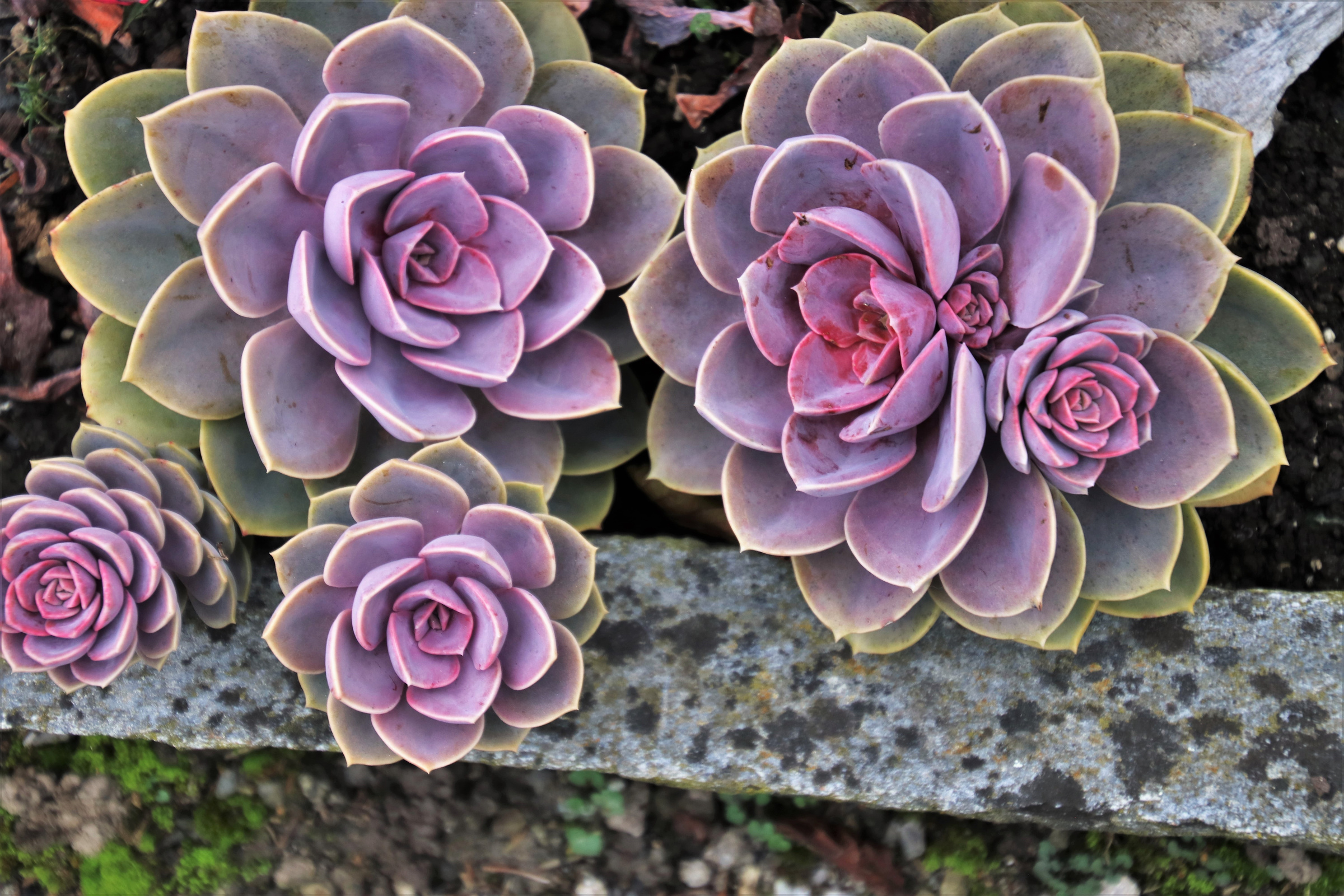 Background of Succulents